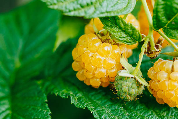 istock Raspberries. Growing Organic Berries Closeup. Ripe Raspberry In 491971400