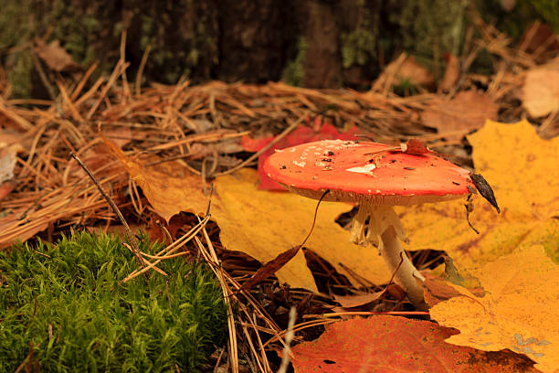 istock death cap mushroom and abscissed leaves 491971550