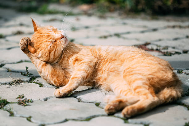 istock Red Tabby Cat Male Kitten Lick Washes Itself 491971646