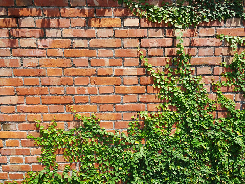 grass on brick wall. GRASS wall background
