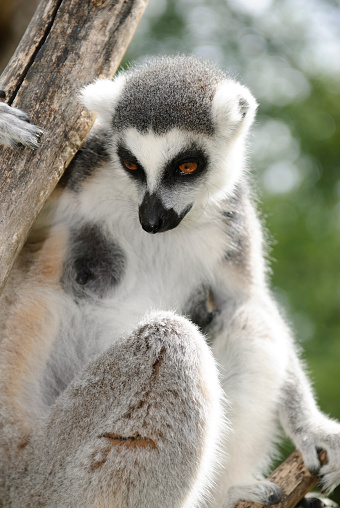 Ring-tailed Lemur ,Lemur catta in front of a white background.