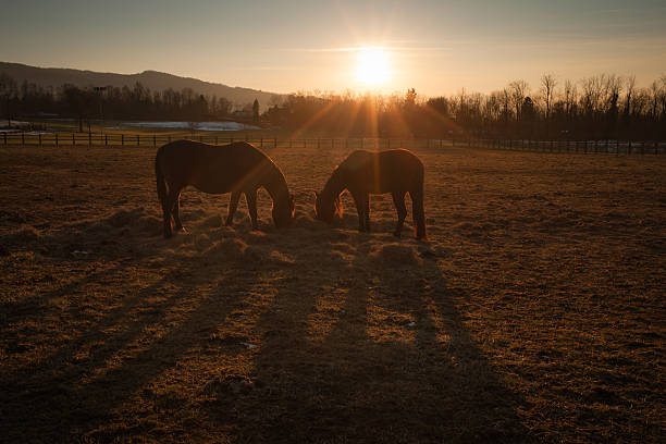 istock Horses grazing at sunset 491974034