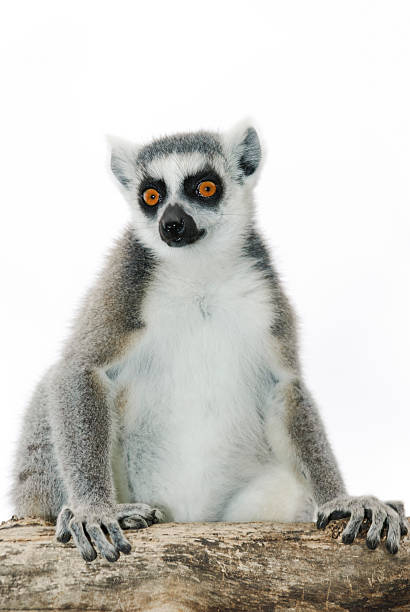 Ring-tailed Lemur Ring-tailed Lemur ,Lemur catta in front of a white background. lemur catta stock pictures, royalty-free photos & images