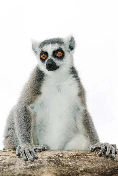 Photo of Ring-tailed Lemur