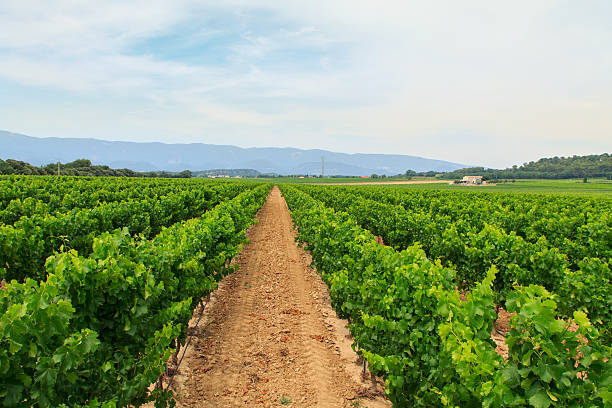 istock Vineyard in the wine region 491974470