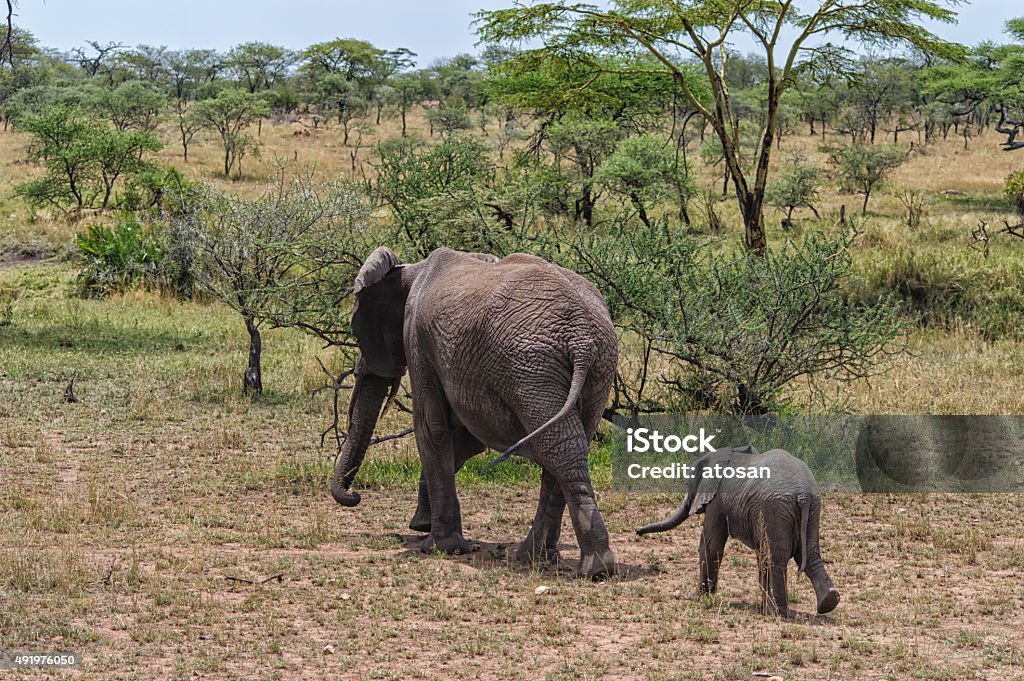 Mother and Calf Mother Elephant and Calf walking the savannah of Serengeti national park, Tanzania Elephant Stock Photo