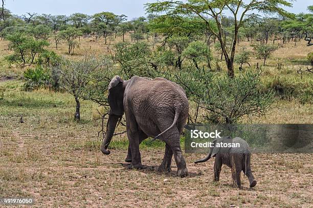 Mother And Calf Stock Photo - Download Image Now - Elephant, 2015, Africa