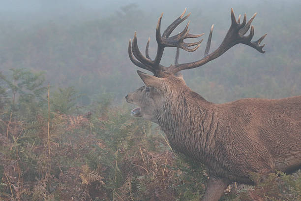 istock Splendid red deer stag roaring huge antlers thick fog 491976060