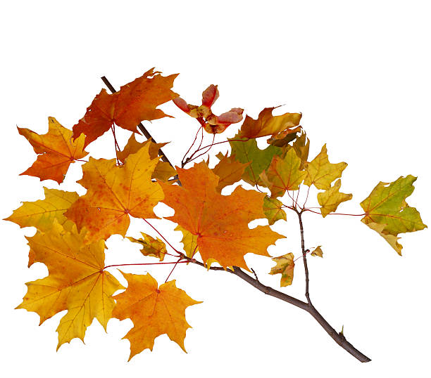 istock Branch of autumn maple leaves isolated on white background 491976550