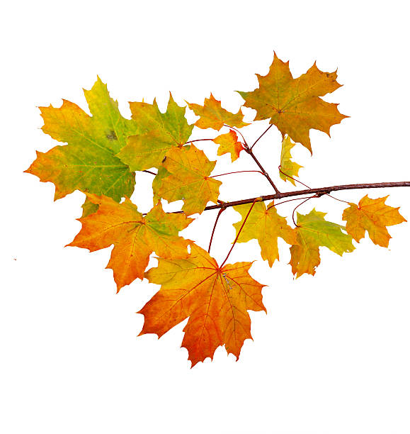 istock Branch of autumn maple leaves isolated on white background 491977214