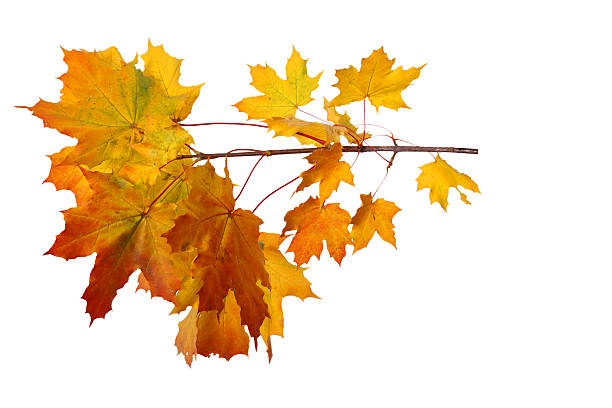 istock Branch of autumn maple leaves isolated on white background 491977268