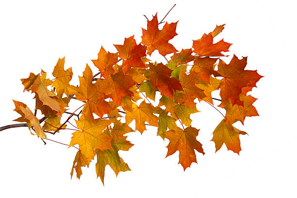 istock Branch of autumn maple leaves isolated on white background 491977400