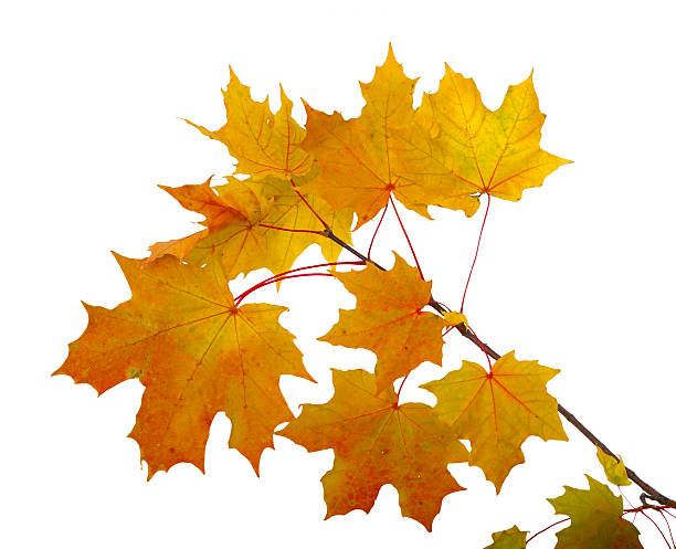 istock Branch of autumn maple leaves isolated on white background 491977448