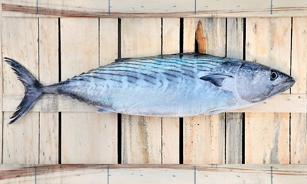 palamita, świeże ryby oko na morze śródziemne - dog tooth tuna zdjęcia i obrazy z banku zdjęć