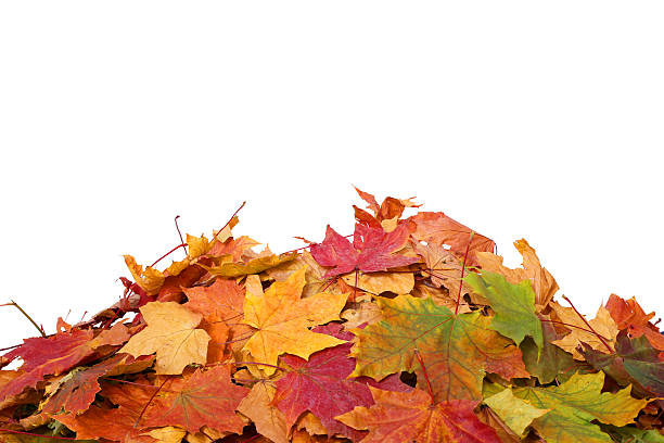 istock Autumn maple falling leaves isolated on white background 491978536
