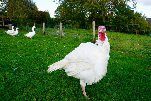 white turkey hen on green grass looking to you