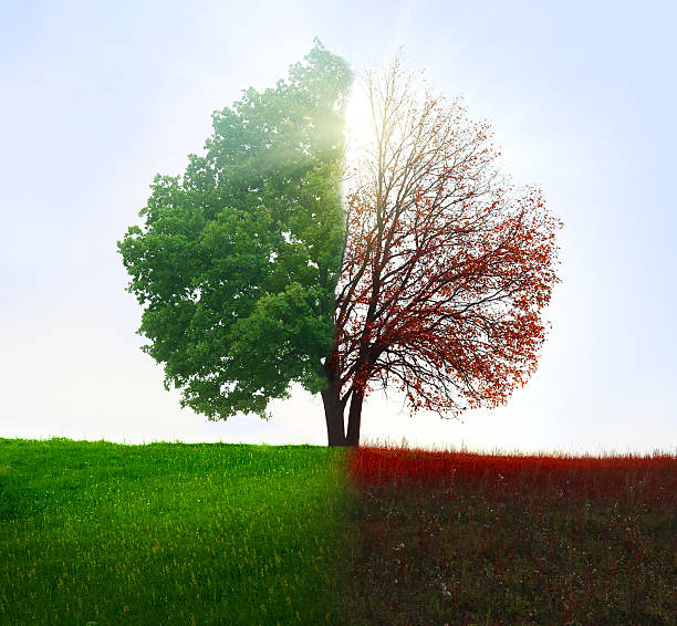 istock Season change. From summer to autumn. 491986290