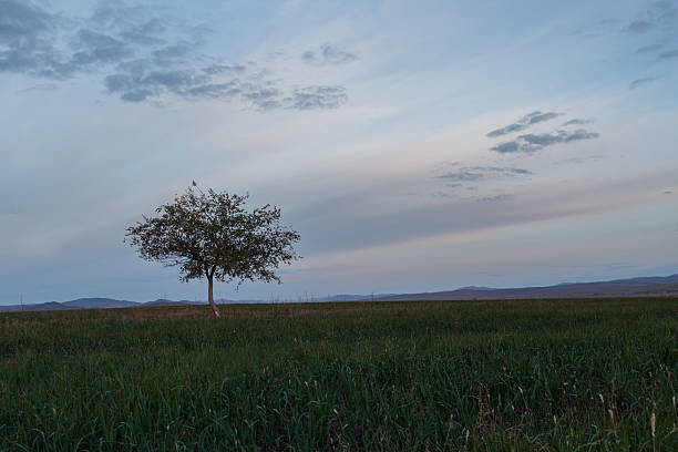 istock Lonely tree in the meadow on background sky 491986558