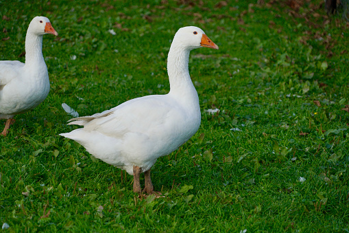 white goose on green grass
