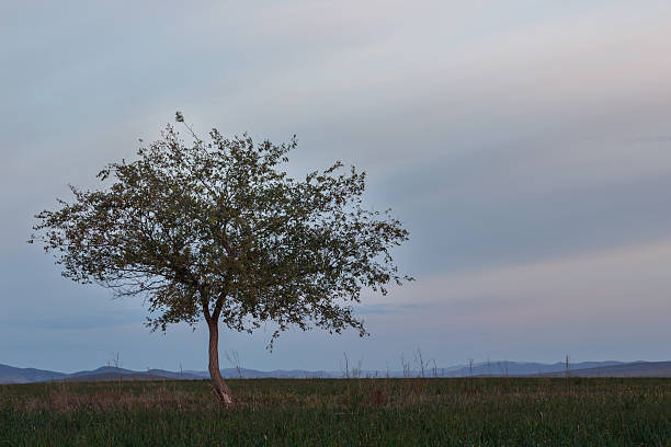istock Lonely tree in the meadow on background sky 491986748
