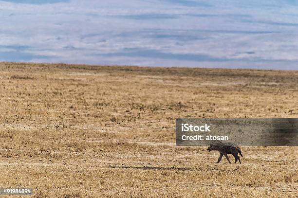 Spotted Hyena Walking Stock Photo - Download Image Now - 2015, Africa, Animal