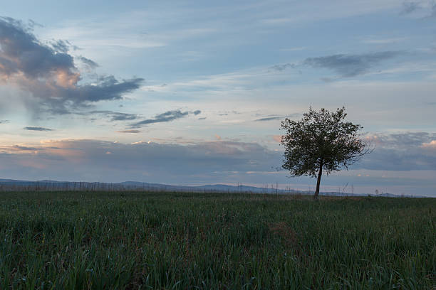 istock Lonely tree in the meadow on background sky 491986926