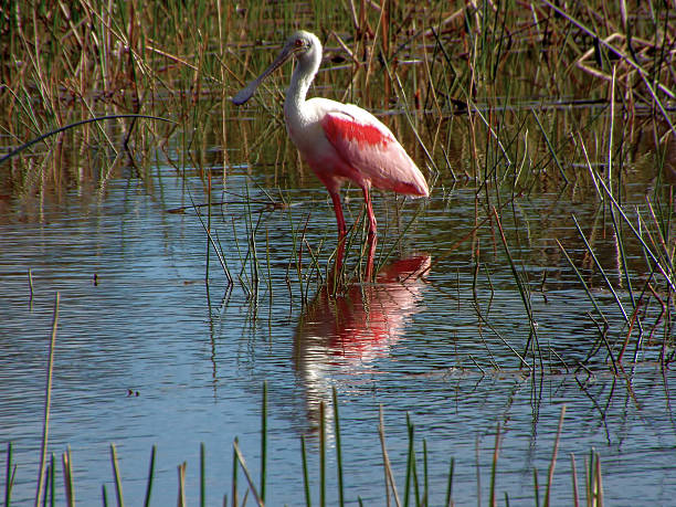istock Roseate Spoonbill Fort Myers Florida 491986996