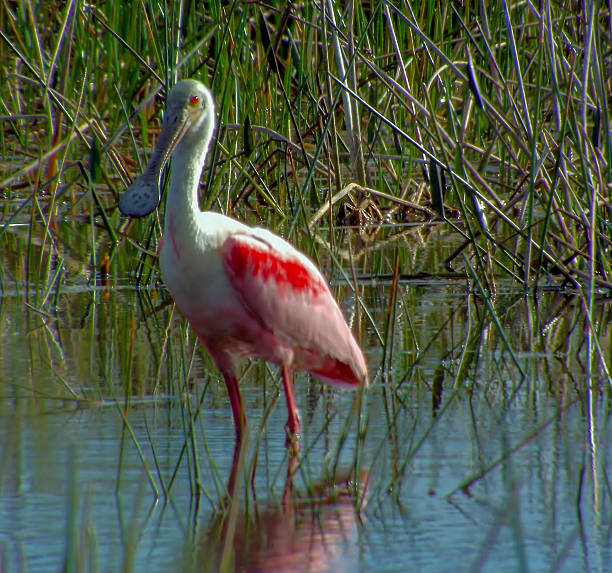 Roseate Spoonbill Fort Myers Florida