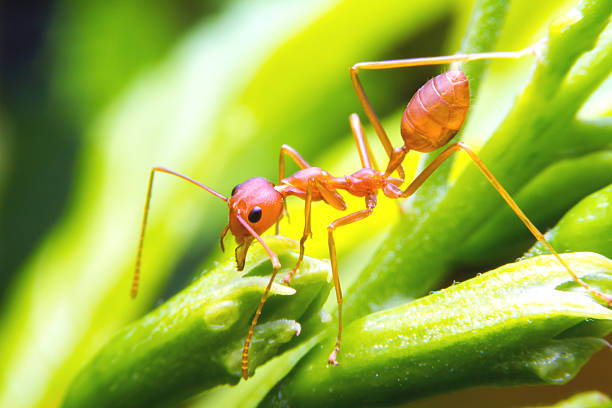 red fire ant worker on tree. closeup red fire ant worker on tree. ant photos stock pictures, royalty-free photos & images