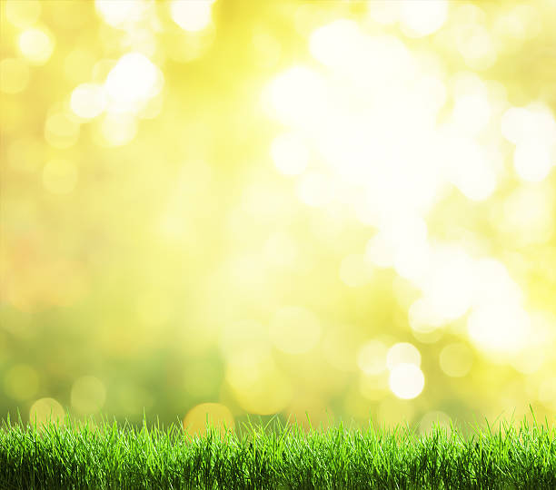 istock green grass and autumn background 491989046