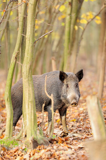 istock Wild boar in autumn forest 491989811