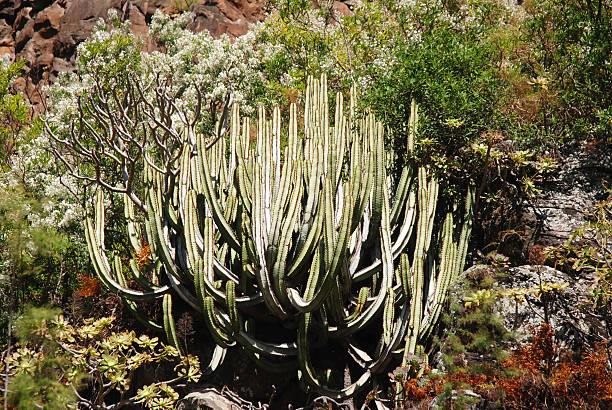 istock Cactus at Gran Canaria island 491989913