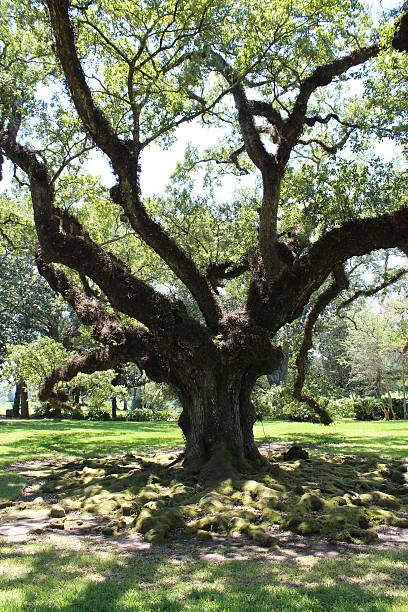istock Oak In Louisiana 491990072