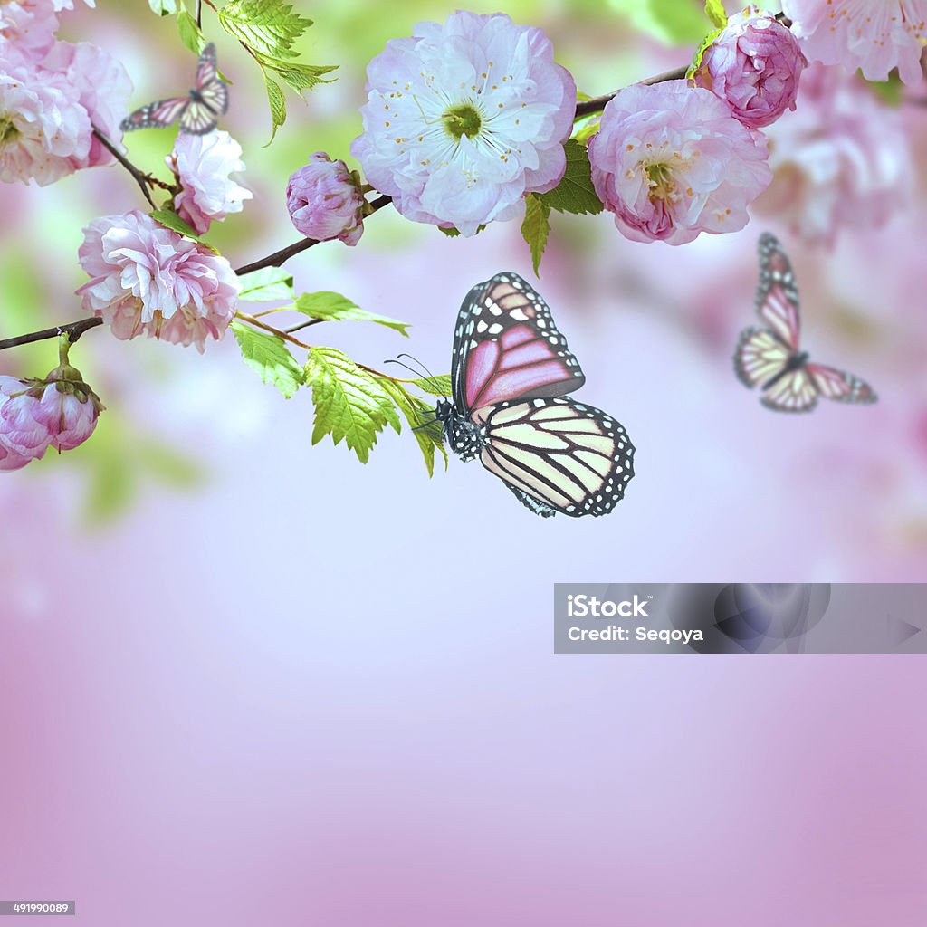 Floral background Pink flower of an Oriental cherry and butterfly; Botany Stock Photo