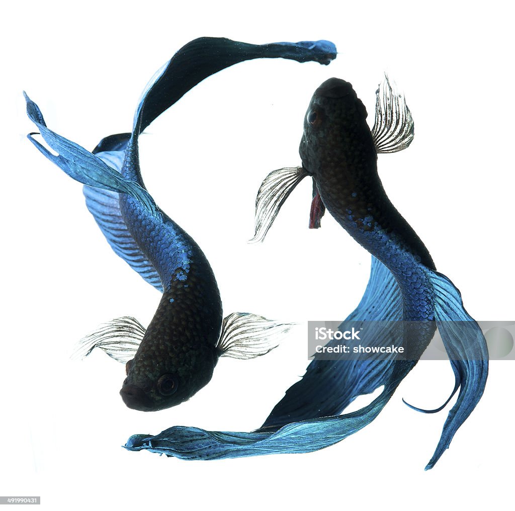 blue siamese fighting fish blue siamese fighting fish, betta fish isolated on white Activity Stock Photo