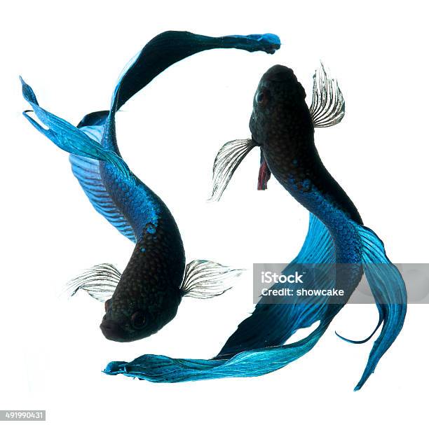 Blue Siamese Fighting Fish Stock Photo - Download Image Now - Activity, Aggression, Animal