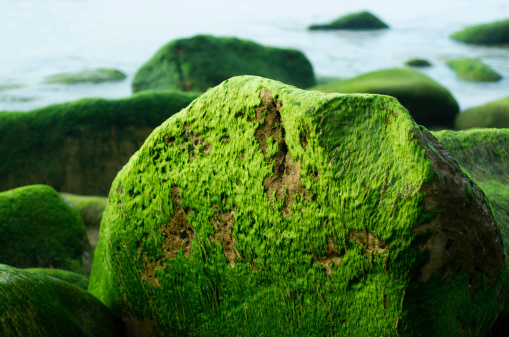 Some rocks with moss in northern Spain