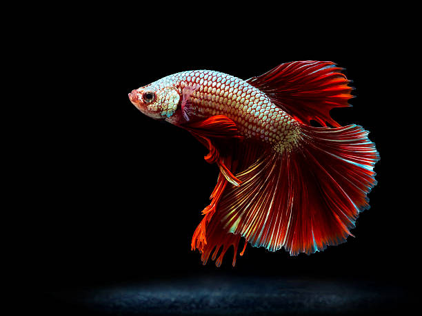 siam 사각의 고기잡이 on 블랙힐스, betta 고기잡이 - siamese fighting fish tropical fresh water fish fishbowl fighting fish 뉴스 사진 이미지