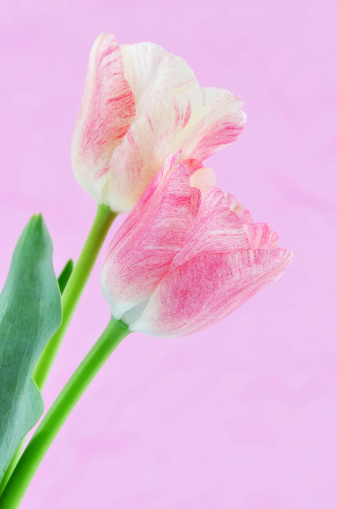 Beautiful pink and cream variegated tulips on pale pink background