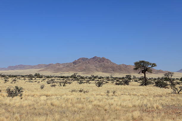 savannenlandschaft 나미비아에 - savannah africa steppe namibia 뉴스 사진 이미지