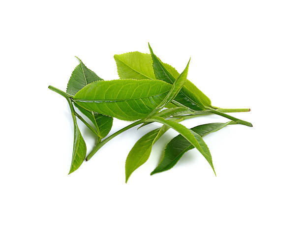 istock green tea  leaf photography isolated on white background 491991086