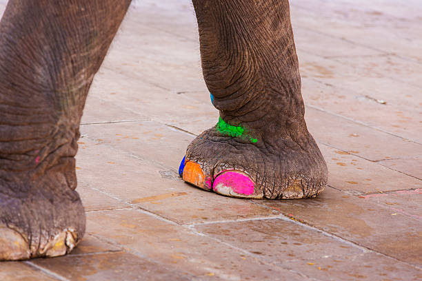 Amber Fort elephant with a painted foot from Jaipur, India