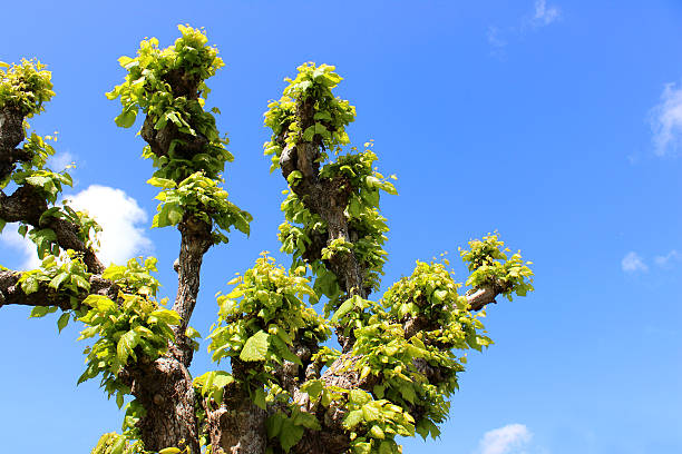 gestutzten, pollarded lime tree (tilia europaea/linden baum im frühling) - knobbly stock-fotos und bilder