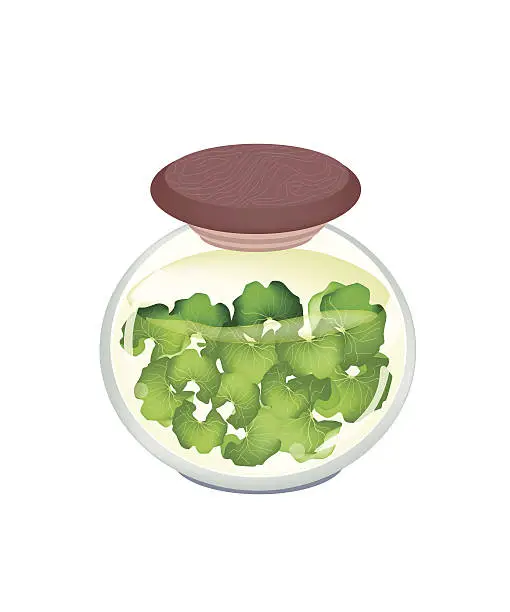 Vector illustration of Jar of Gotu Kola Tea with Pandan Leaves