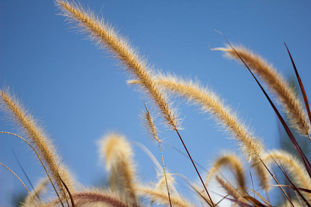 istock Flower foxtail weed with sky background 491991465