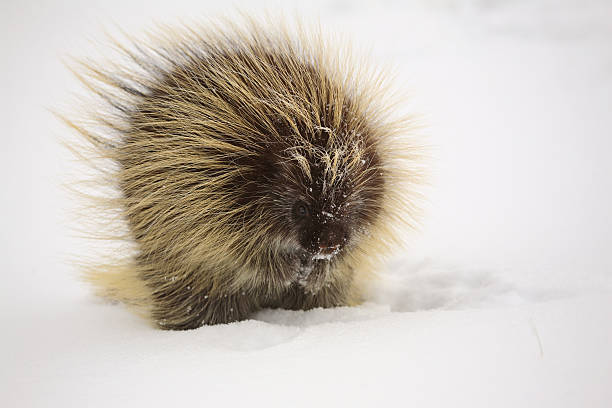 istock Cold porcupine in winter field 491991549