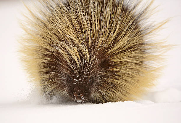 istock cold porcupine in winter 491991553