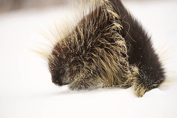 istock cold porcupine in winter 491991559