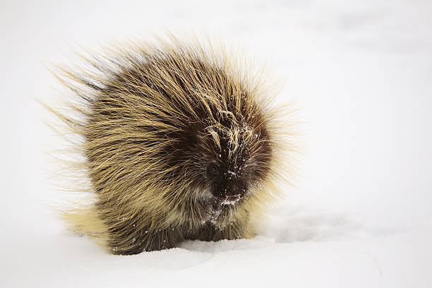 istock cold porcupine in winter 491991561