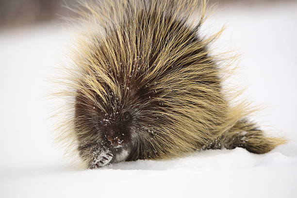 istock cold porcupine in winter 491991563